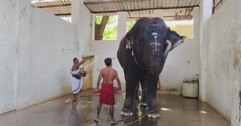 11 நாள் மருத்துவ கண்காணிப்புக்கு பிறகு வெளியே அழைத்து செல்லப்பட்ட திருச்செந்தூர் கோயில் யானை!