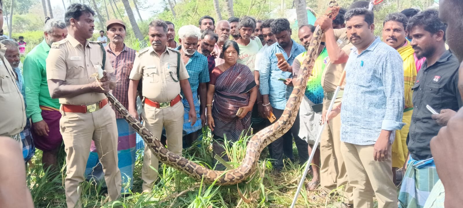 பேரணாம்பட்டு அருகே நிலத்தில் 12 அடி நீளம் மலைப்பாம்பு பிடிப்பு