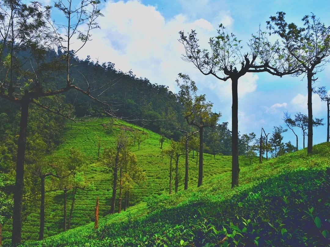 மாஞ்சோலை பகுதி விவகாரத்தில் என்ன நடவடிக்கை எடுக்கப் போகிறீர்கள்? மத்திய அரசுக்கு உச்ச நீதிமன்றம் கேள்வி