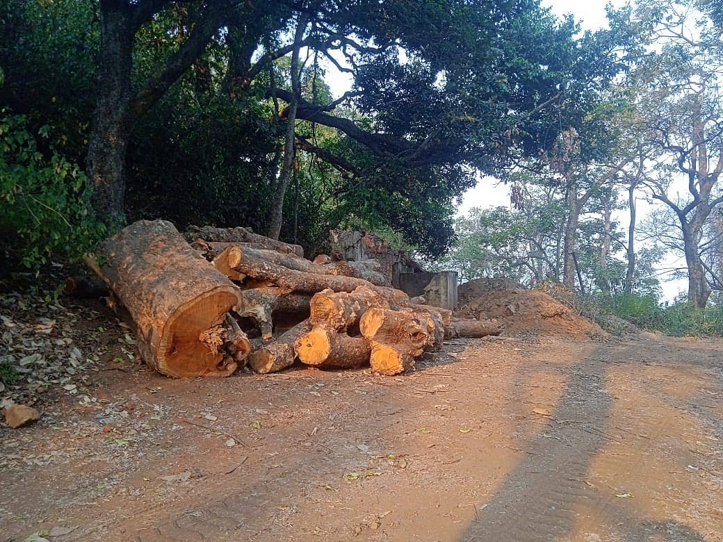 பலா மரங்களை தேடி வரும் யானைகளுக்கு என்ன பதில் சொல்வோம்..” -வேதனையில் பழங்குடிகள்