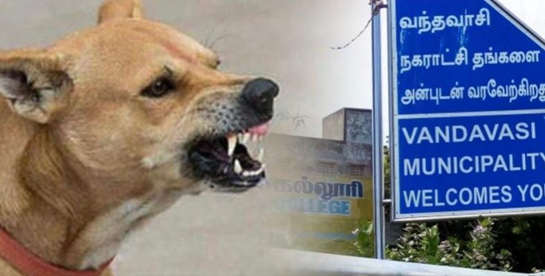வந்தவாசியில் அடுத்தடுத்து இரு சிறுமிகளை கடித்துக் குதறிய தெரு நாய்கள்.